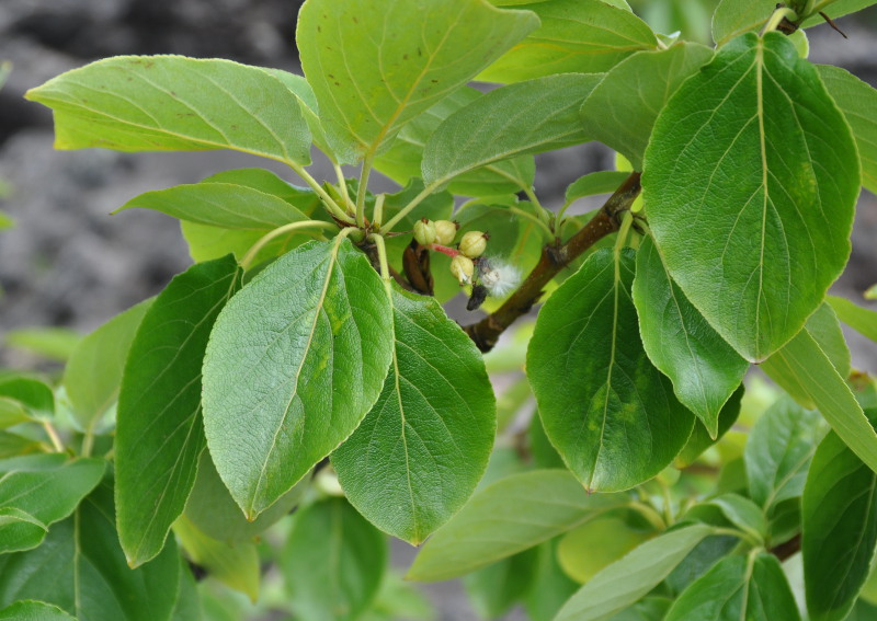 Image of Populus suaveolens specimen.