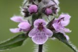 Stachys aspera