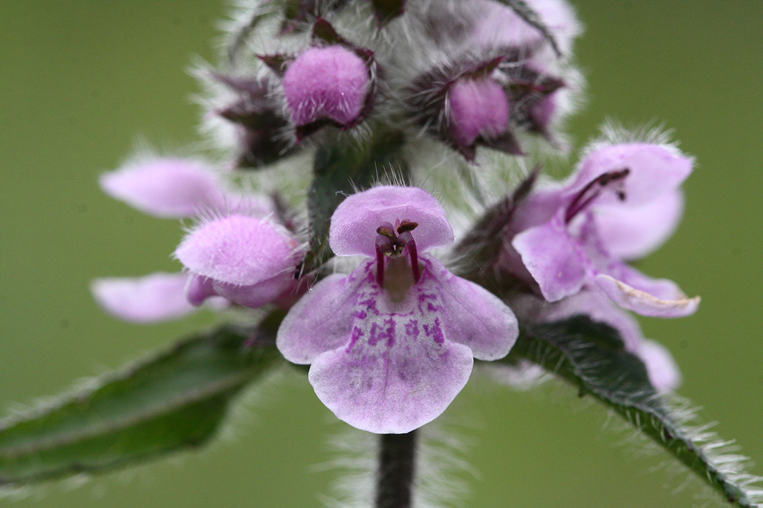 Image of Stachys aspera specimen.