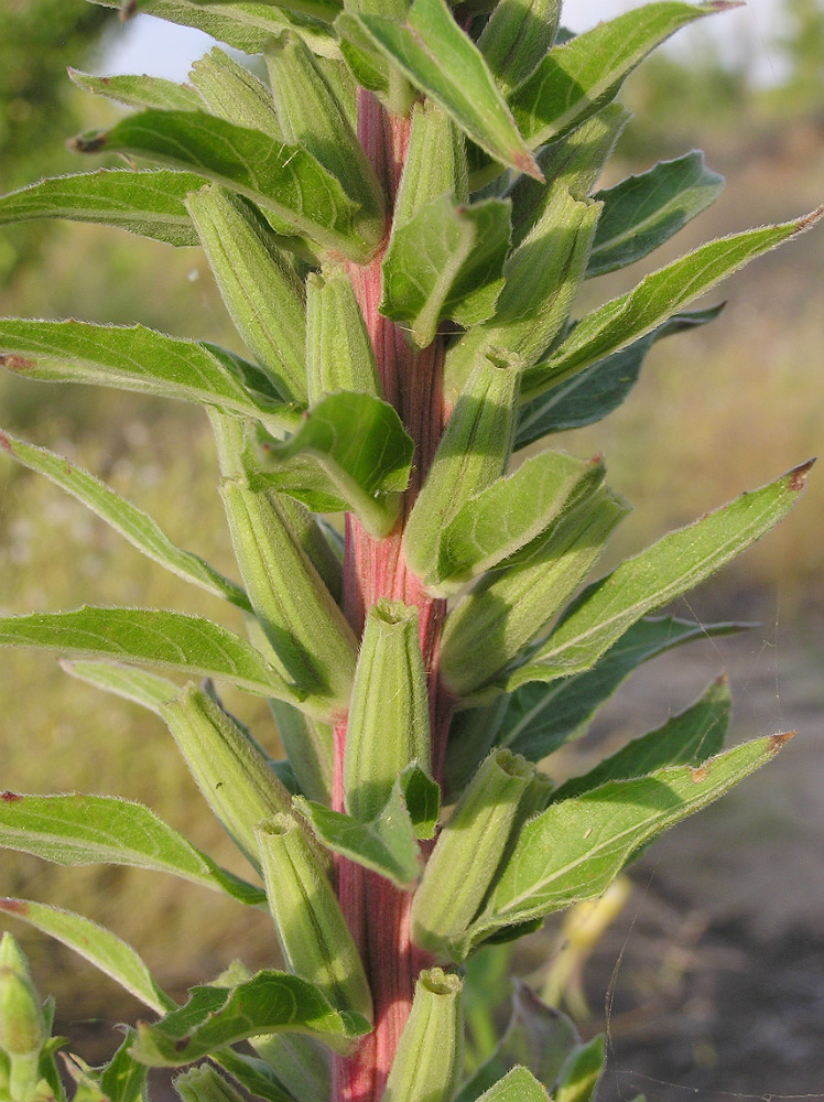 Изображение особи род Oenothera.