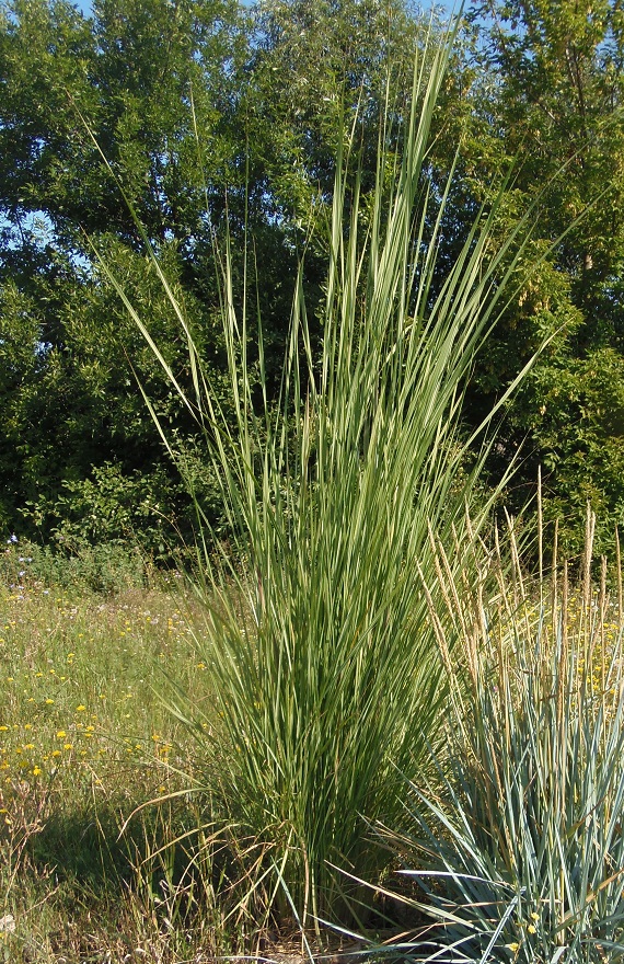 Изображение особи род Saccharum.
