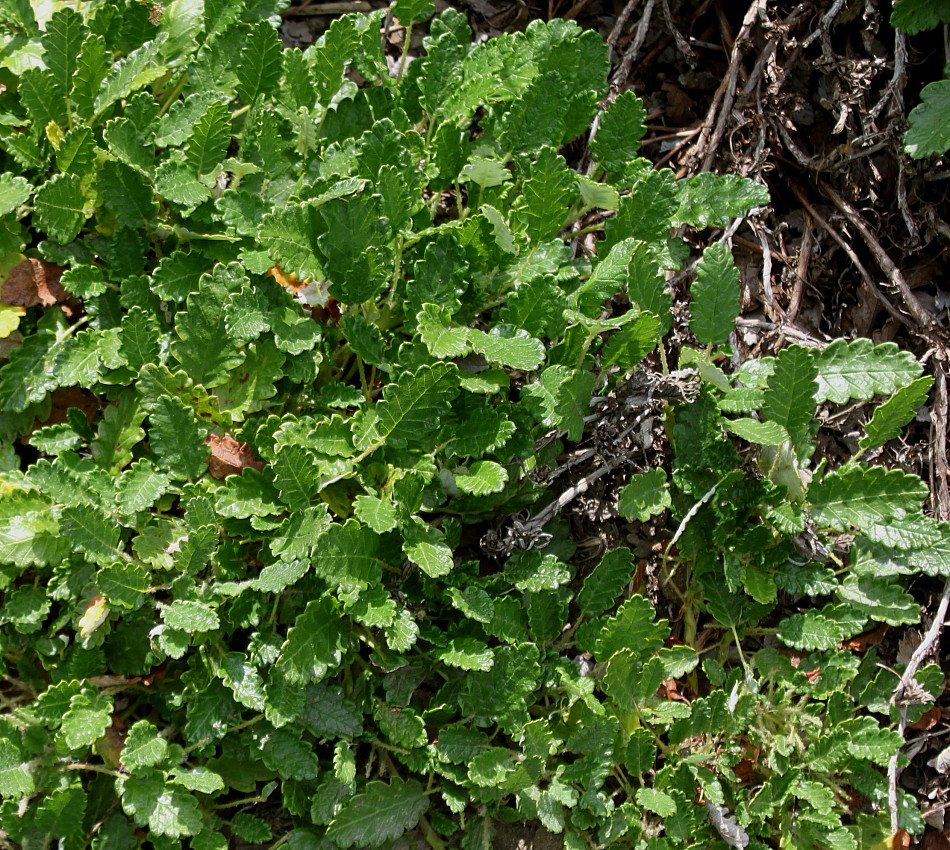 Image of Dryas &times; suendermannii specimen.