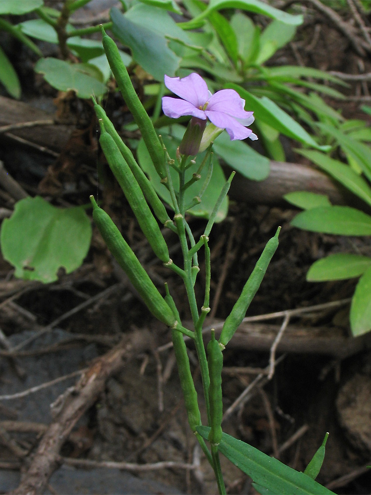 Изображение особи Erysimum bicolor.