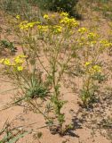 Senecio vernalis