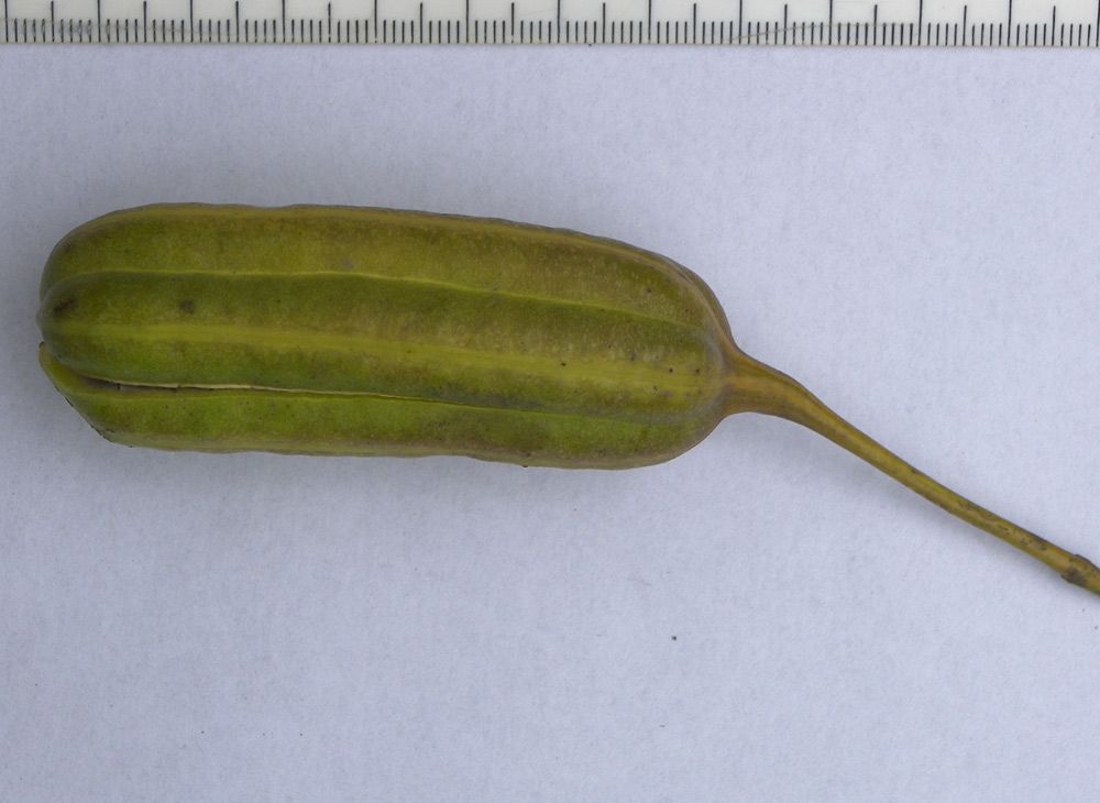Image of Aristolochia macrophylla specimen.