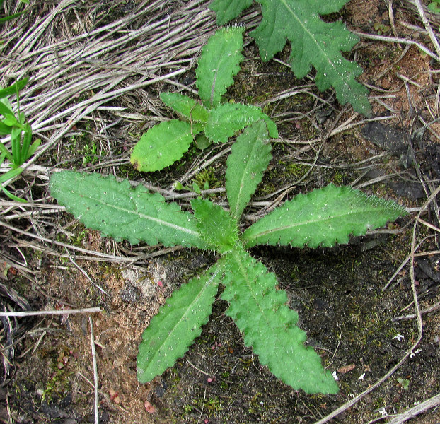 Изображение особи Cirsium palustre.