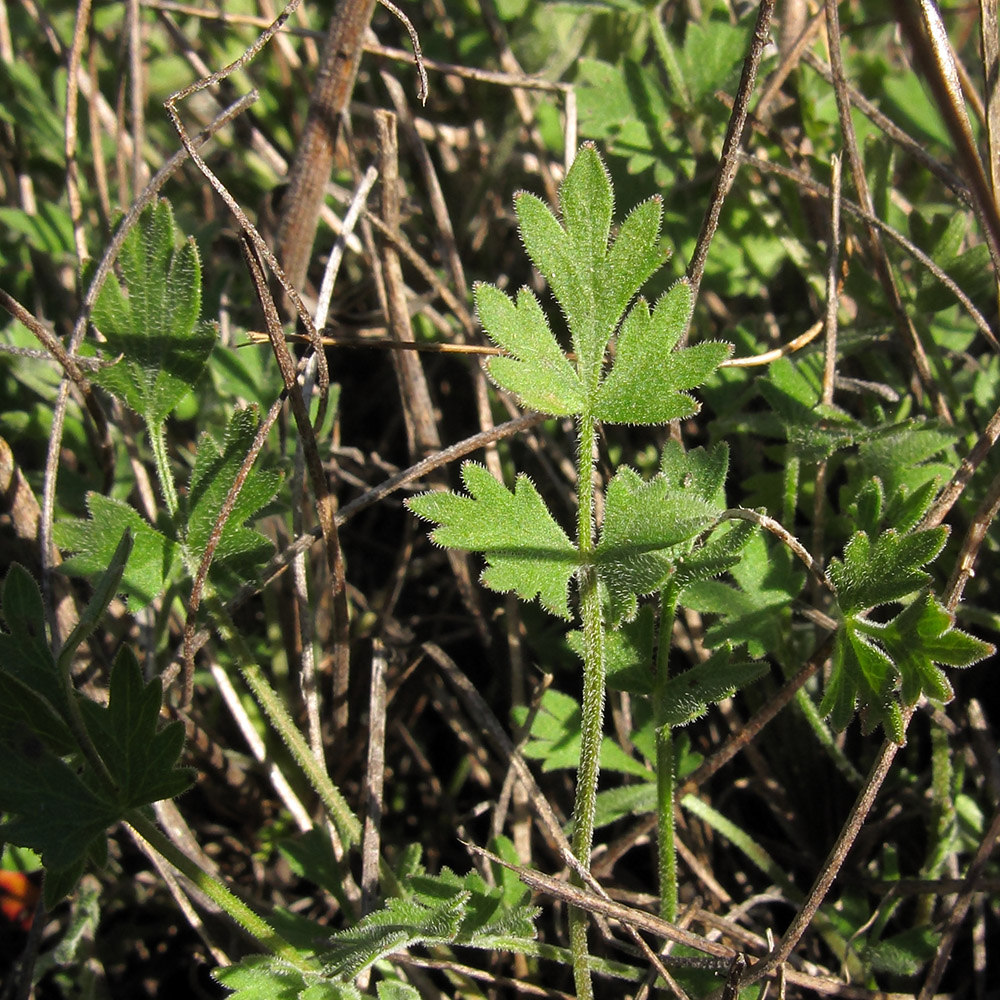 Изображение особи Pimpinella tragium.