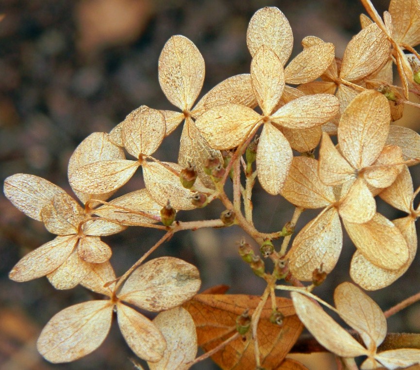 Image of Hydrangea macrophylla specimen.