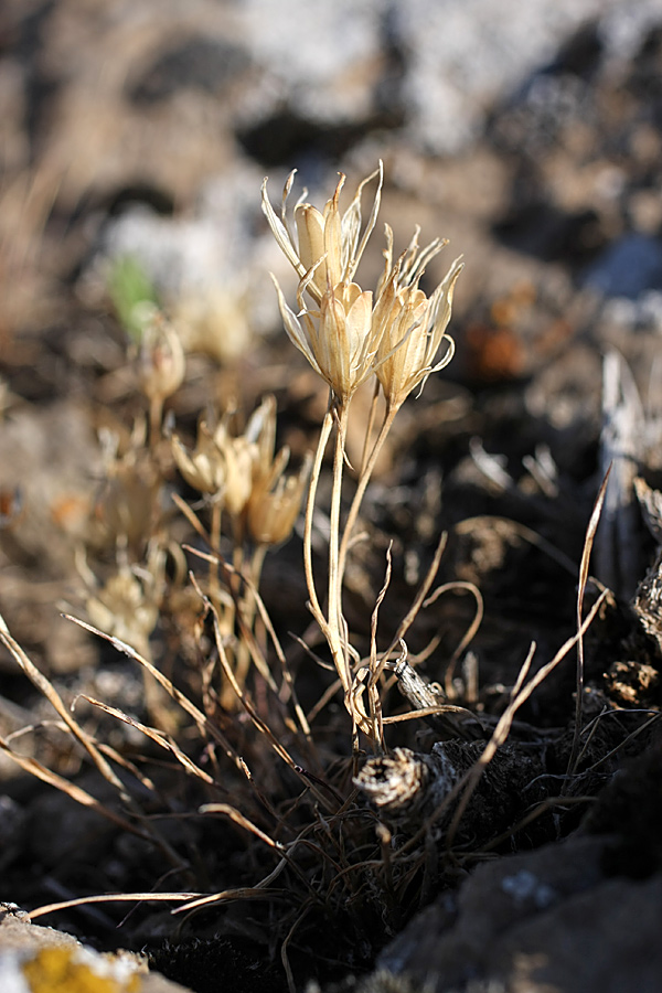 Image of genus Gagea specimen.