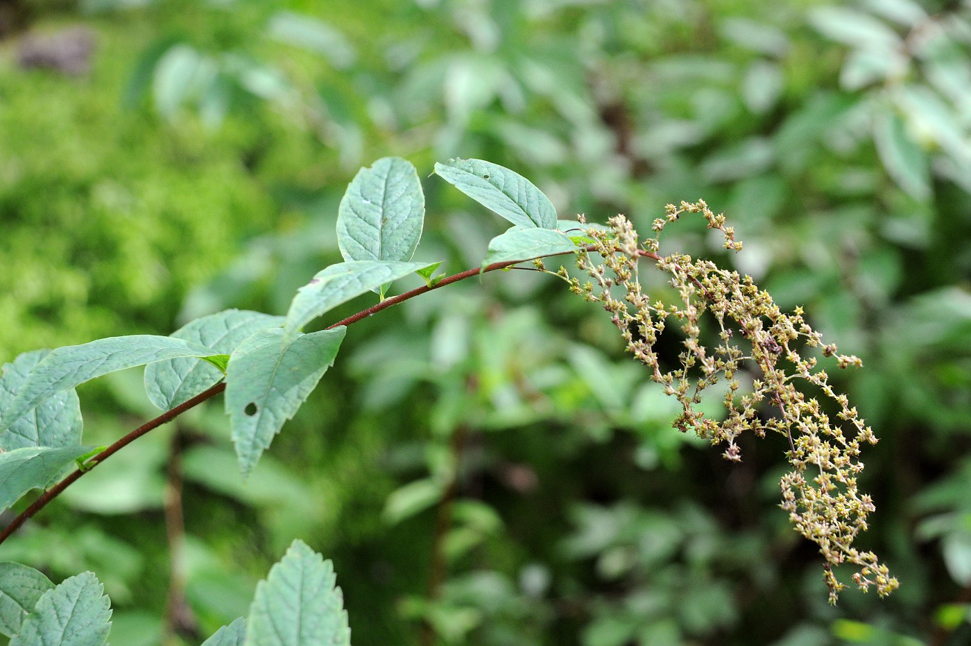 Изображение особи Spiraea schlothgauerae.