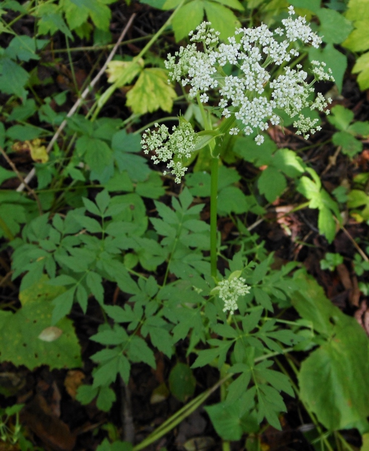 Изображение особи Ostericum sieboldii.