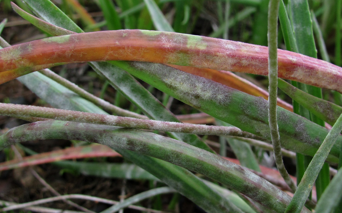 Image of Plantago maritima specimen.