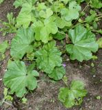 Malva mauritiana