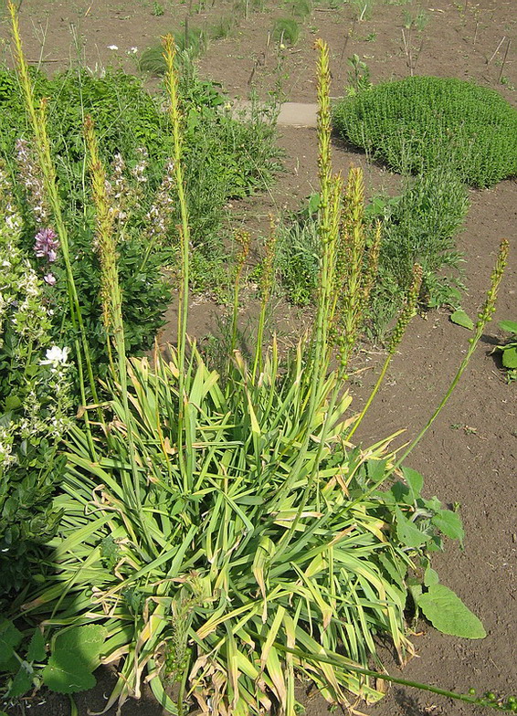 Image of genus Eremurus specimen.