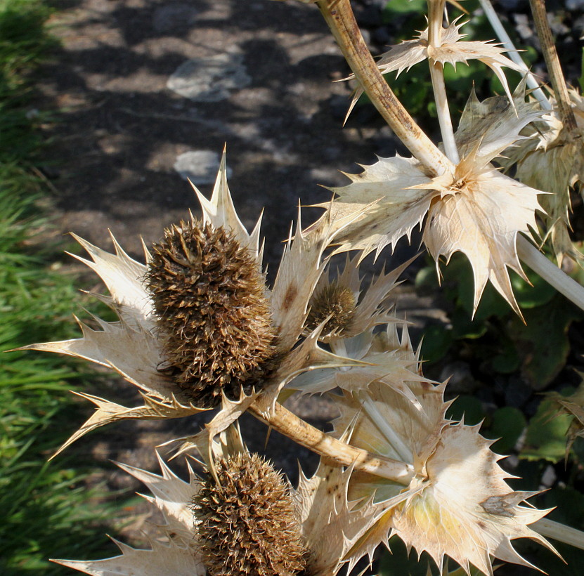 Image of Eryngium giganteum specimen.