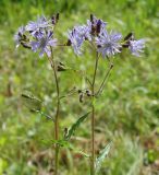 Lactuca sibirica