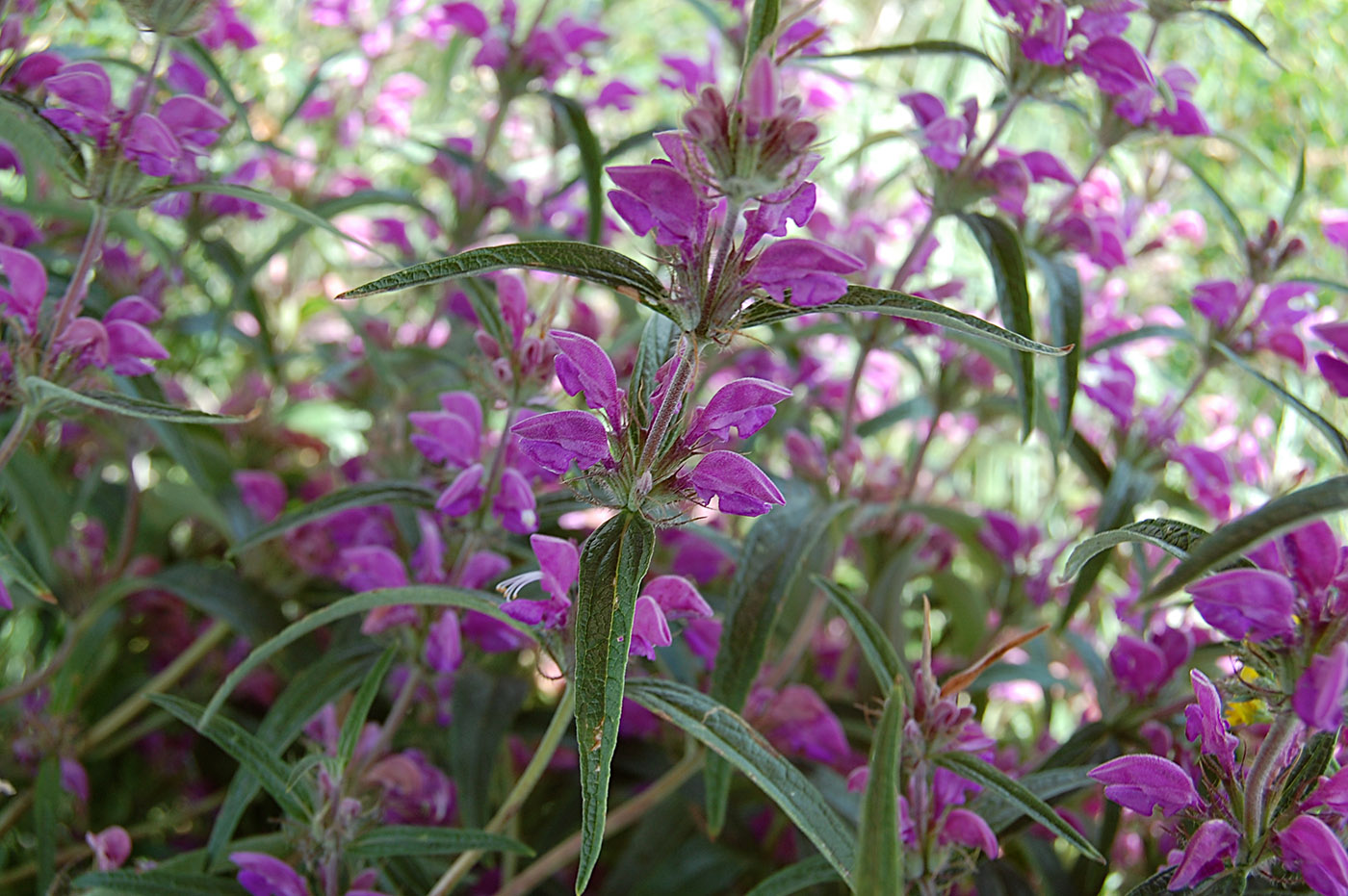 Изображение особи Phlomis pungens.