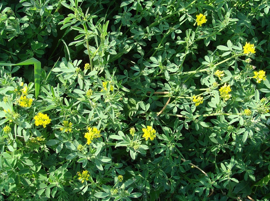 Image of Medicago falcata specimen.