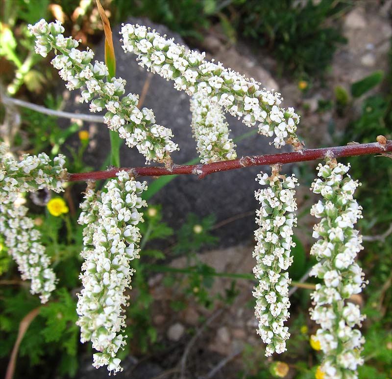 Image of Tamarix tetragyna specimen.