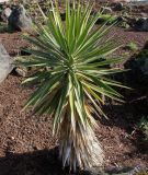 Yucca aloifolia. Вегетирующее растение. Германия, г. Дюссельдорф, Ботанический сад университета. 02.03.2014.