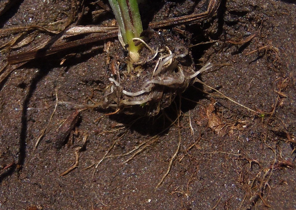Image of Gagea bulbifera specimen.