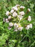 род Petasites