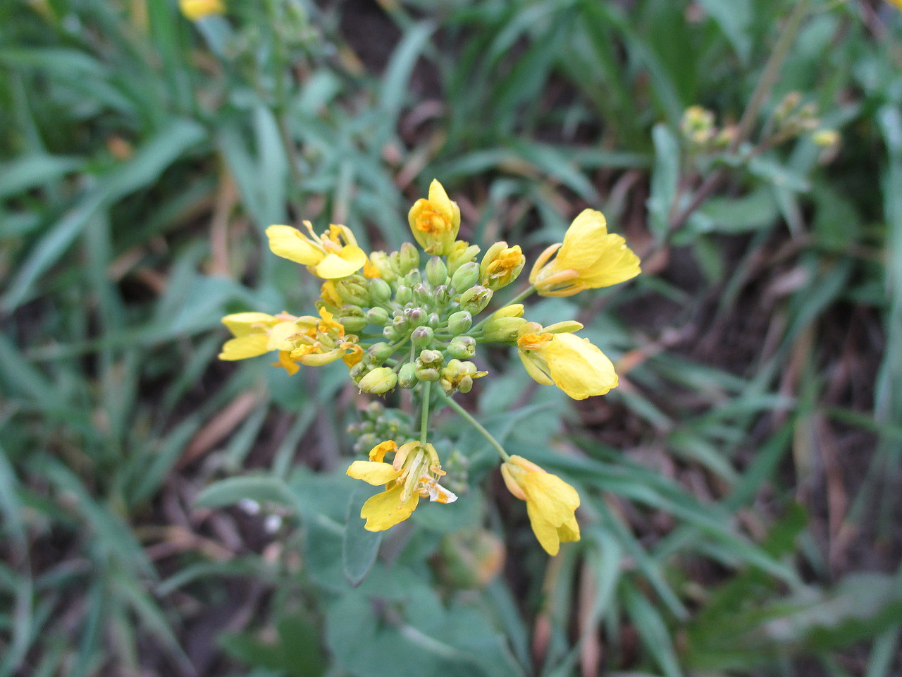 Image of Brassica napus specimen.