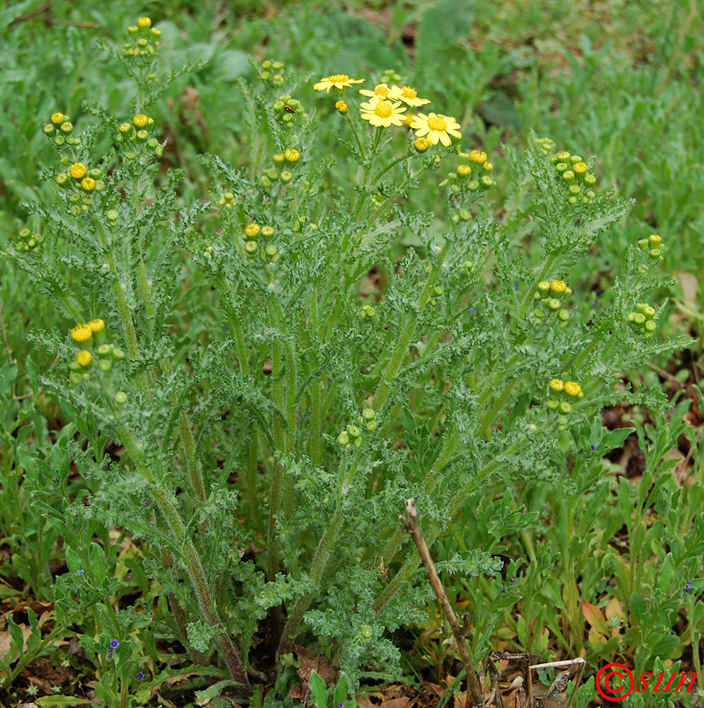 Image of Senecio vernalis specimen.