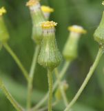 Senecio