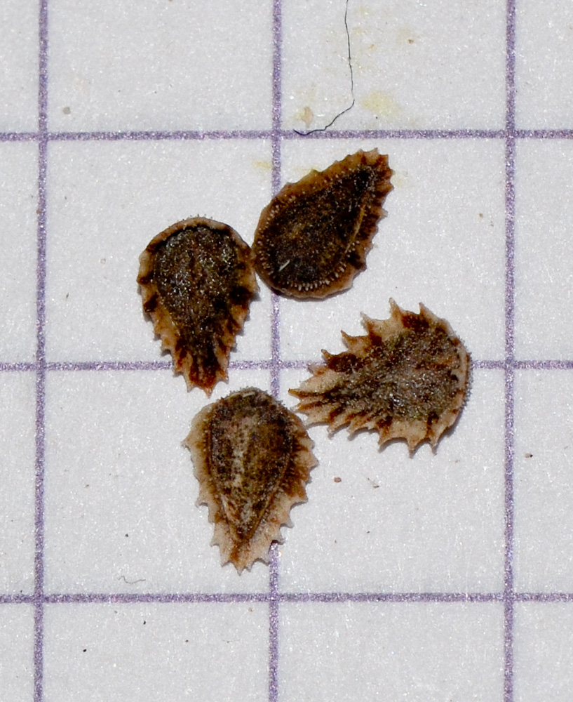 Изображение особи Trichodesma africana.
