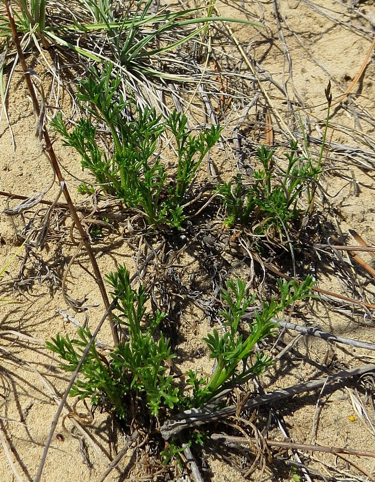 Image of Artemisia marschalliana specimen.