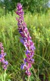 Salvia deserta