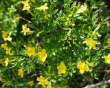 Jasminum fruticans