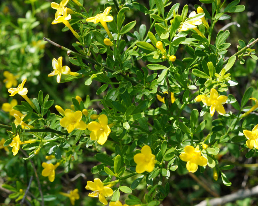 Изображение особи Jasminum fruticans.