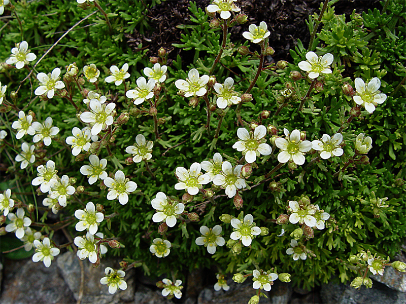 Image of Saxifraga exarata specimen.