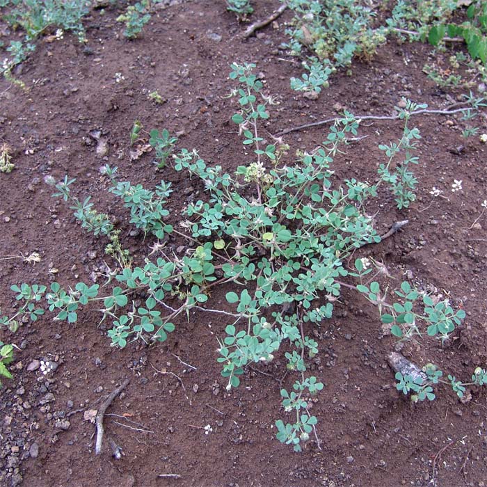 Изображение особи Trigonella calliceras.