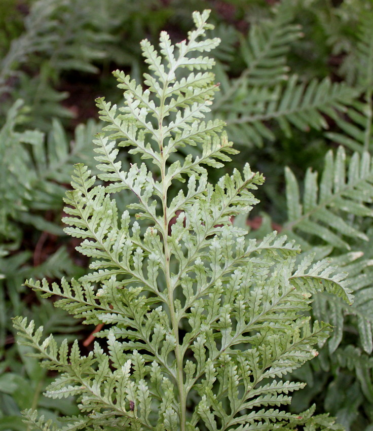 Изображение особи Polypodium interjectum.