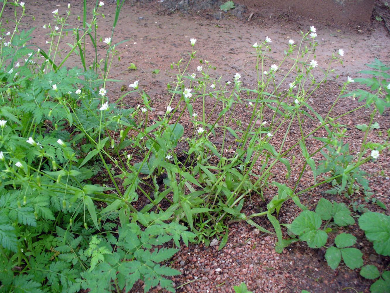 Image of Cerastium nemorale specimen.