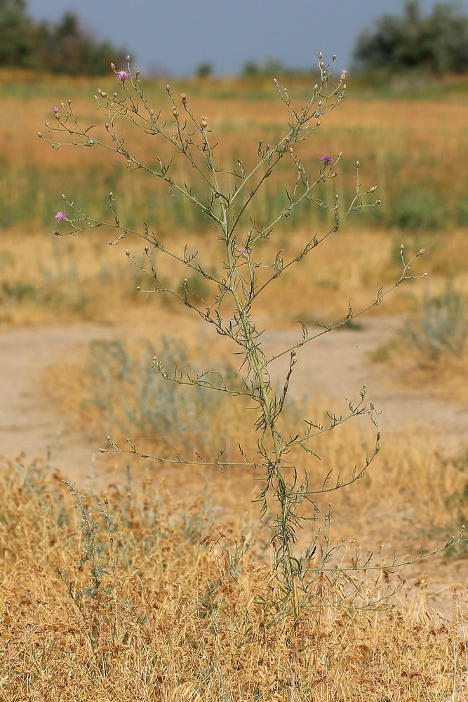 Image of Centaurea majorovii specimen.