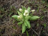 Primula macrocalyx