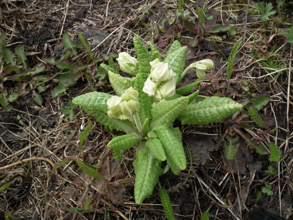 Изображение особи Primula macrocalyx.