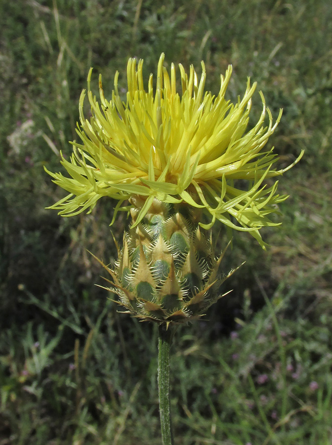 Изображение особи Centaurea × panciciana.