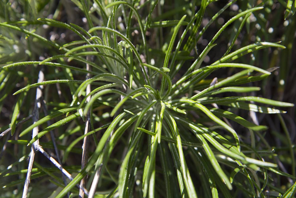 Image of Ptilostemon chamaepeuce specimen.