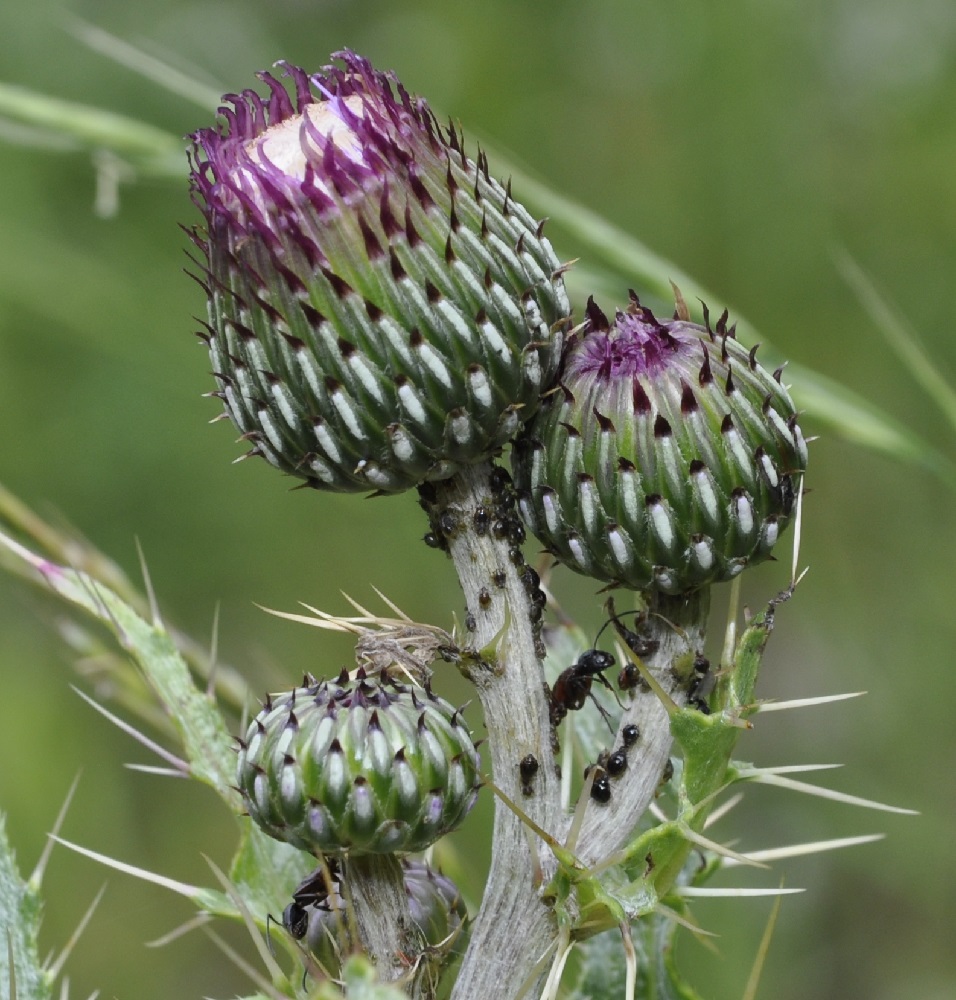 Изображение особи Cirsium tymphaeum.