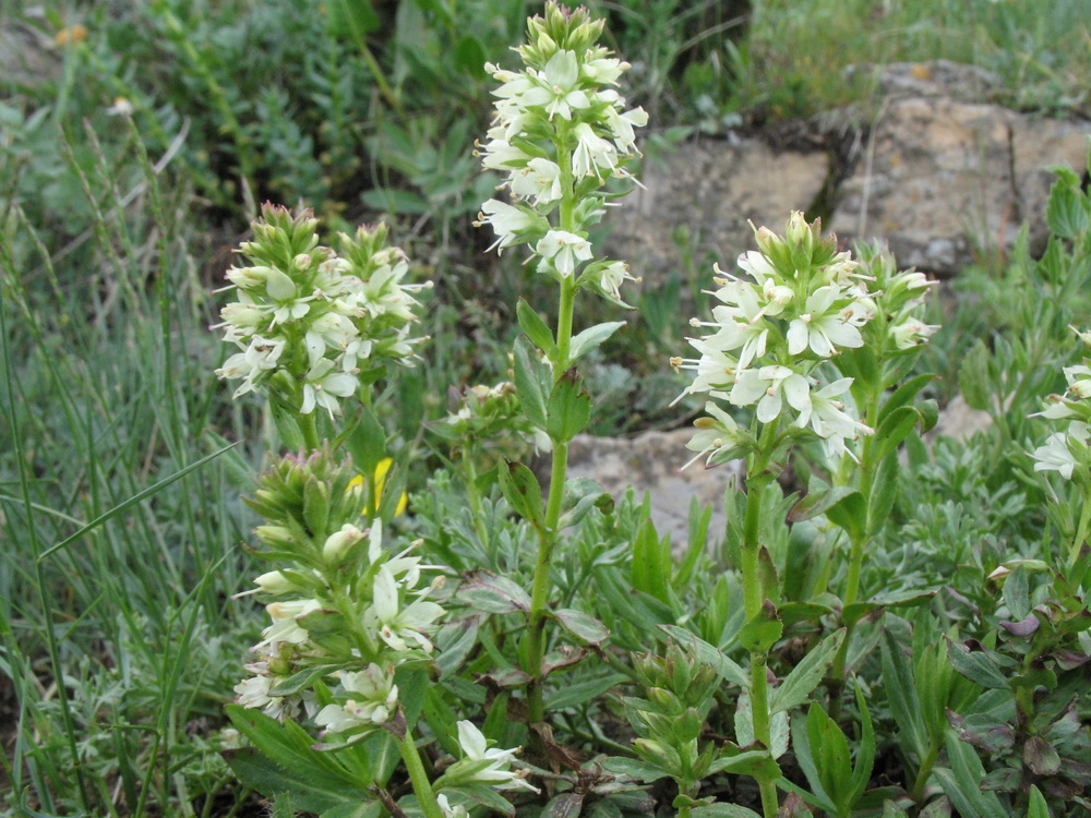 Image of Veronica tianschanica specimen.