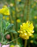 Trifolium aureum. Верхушка побега с соцветиями. Ярославская обл., Ярославский р-н, окр. пос. Красные Ткачи, просека под ЛЭП. 27 июля 2014 г.