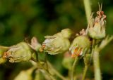 Heuchera americana var. hirsuticaulis