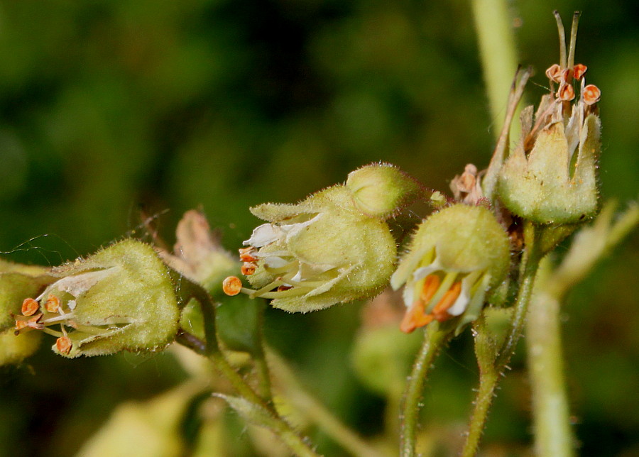 Image of Heuchera americana var. hirsuticaulis specimen.