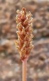 Plantago maritima. Соплодие. Берег Белого моря, юго-зап. ч. Онежской губы, губа Смолениха, прибрежные скалы. Август 2014 г.