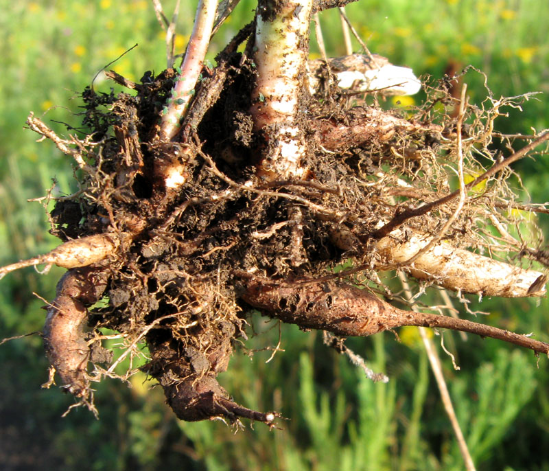 Изображение особи Hylotelephium triphyllum.